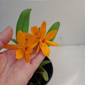 Laeliocattleya Orange Show X Cattleya aurantiaca