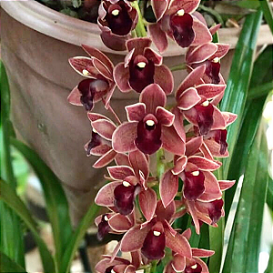 Cymbidium pendente variedade Dorothy Adulta