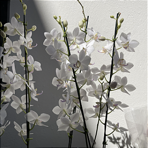 Doritis x Phalaenopsis Alba