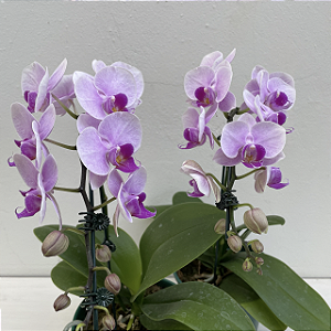 Phalaenopsis Rosa Cacho (Orquídea Borboleta) com Cachepot de Madeira para Presente