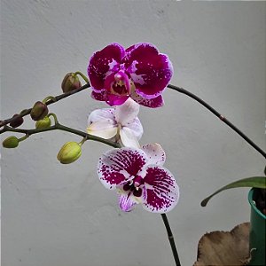 Kit 3 Orquídeas Phalaenopsis cores diversas