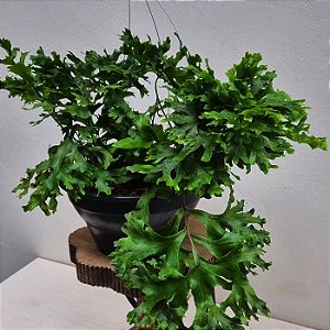 Folhagem Samambaia Cristata ("Nephrolepis exaltada")