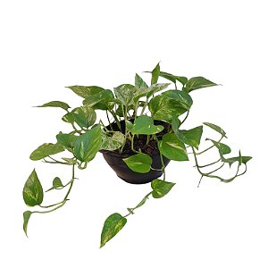 Folhagem Jiboia Pendente (Epipremnum  aureum) no Vaso Cuia