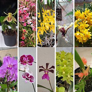 KIT INICIANTES: 10 MUDAS DIVERSAS DE ORQUÍDEAS PARA COLECIONAR