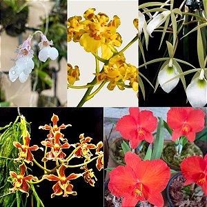 Kit 5 Mini Orquídeas na Madeira Raras