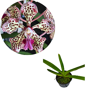 Vanda tricolor suavis (muda pequena)