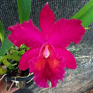 Brassolaeliocattleya Chunyeah x Blc. Jeremy Island