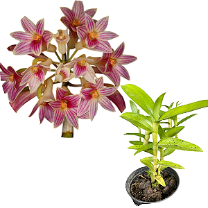 Dendrobium usitae