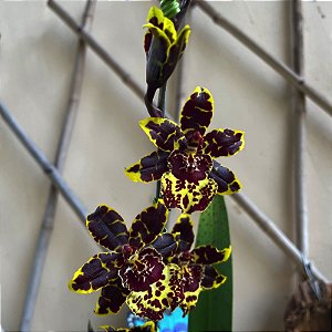 Colmanara