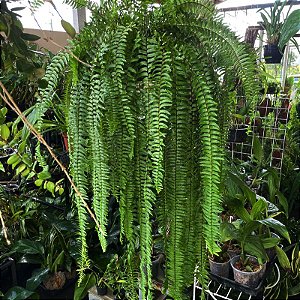 Folhagem Samambaia Paulistinha de Metro