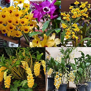 Kit 5 Orquídeas Dendrobium: fimbriatum, nobile, cryzotoxum, thyrsiflorum e densiflorum.