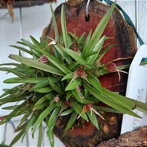 Dryadella zebrina