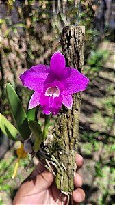 Laelia sincorana