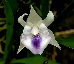 Cochleanthes candida