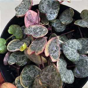 SUCULENTA CORAÇÃO-DE-MÃE ROSA (CORAÇÕES-EMARANHADOS)