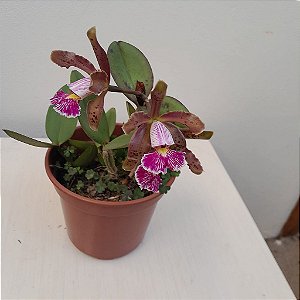 Cattleya schilleriana muda pequena