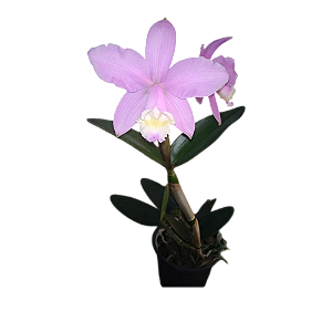 Cattleya harrisoniana tipo