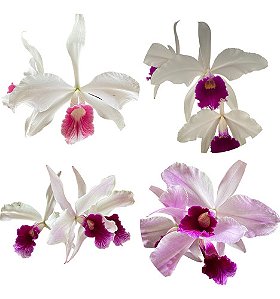 LAELIA PURPURATA (CORES DIVERSAS)