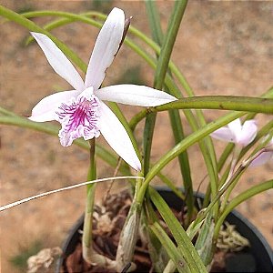LAELIA LUNDII TIPO