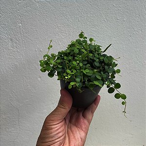 Colar de Lentilha (Peperomia rotundifolia)