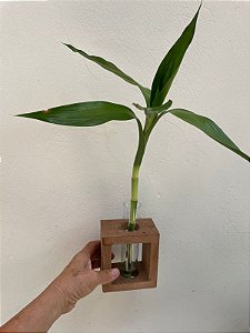 KIT BAMBU DA SORTE COM SUPORTE DECORATIVO