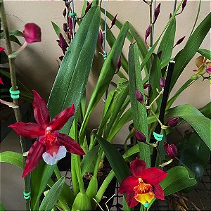 ONCIDIUM HAWAIWAN CORES VARIADOS SEM FLOR