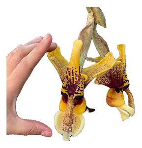 ORQUÍDEA PASSARINHO STANHOPEA TIGRINA PLANTADO VASO VAZADO