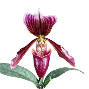 PAPHIOPEDILLUM ESCURO