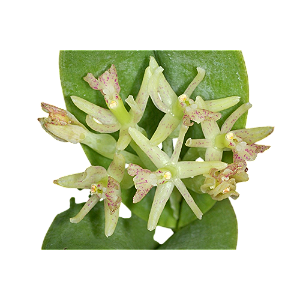 Epidendrum vesicatum