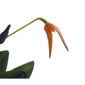 Pleurothallis corniculata
