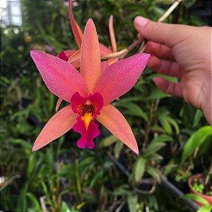 Lc. Santa Barbara (L. anceps x C. cinnabarina)