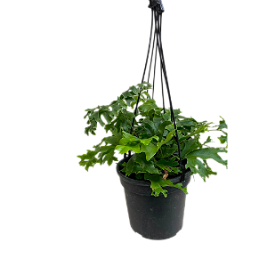 SAMAMBAIA CRISTATA ("NEPHROLEPIS EXALTADA") Promoção