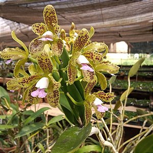 Cattleya guttata