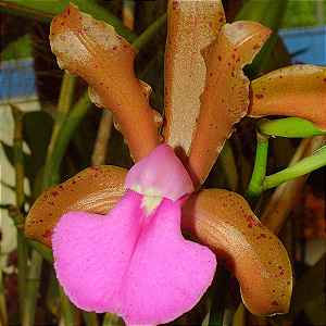 Cattleya bicolor