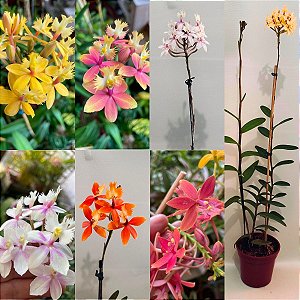 EPIDENDRUM (ORQUÍDEA BAMBU) PLANTA ADULTA (CORES DIVERSAS)