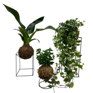 KIT 3 FOLHAGENS KOKEDAMA DE PACOVÁ, HERA ESTRELA E PEIXINHO VERDE COM SUPORTE