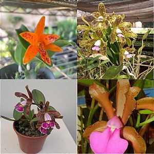 KIT 4 ORQUÍDEAS CATTLEYA ESPÉCIE
