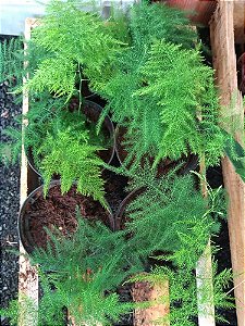 Planta Ornamental Melindre Muda Pequena