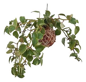 KOKEDAMA DE PEPEROMIA PENDENTE GRANDE - FIBRA DE COCO
