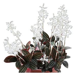 Kit 2 Ludisia Discolor Orquídea Pipoca Joia Terrestre Rara