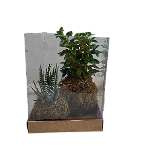 KIT 2 KOKEDAMAS: KOKEDAMA DE PEPEROMIA PEIXINHO E KOKEDAMA DE RABO DE TATU ACABAMENTO NEUTRO COM CAIXA PARA PRES