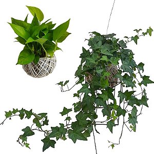 KIT KOKEDAMA JIBOIA NEON + KOKEDAMA HERA ESTRELA