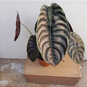 FOLHAGEM PULMÃO DE AÇO NO VASO (ALOCASIA CUPREA)