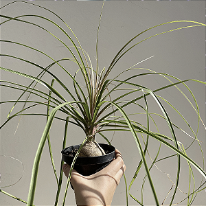 FOLHAGEM PATA DE ELEFANTE NO VASO (Beaucarnea recurvata)