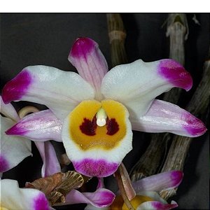 DENDROBIUM WARDIANUM