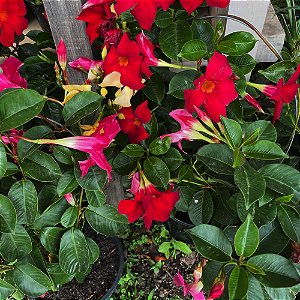 DIPLADENIA (CORES DIVERSAS)