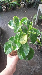 PEPEROMIA NO VASO