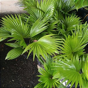 MINI PALMEIRA LEQUE PALMEIRINHA FOLHAGEM