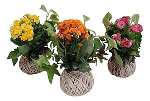 KIT 10 MINI KOKEDAMAS DE KALANCHOE