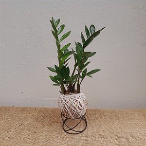 KOKEDAMA DE MINI ZAMIOCULCA ACABAMENTO BARBANTE FIO CRU COM SUPORTE